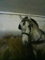 Reitwocha2007....und oandane Pferdln 50606956