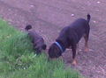 Meine Hunde 40267172