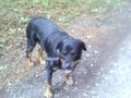 Meine Hunde 40267900