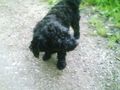 Meine Hunde 40268301