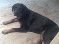 Meine Hunde 41247344