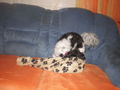 mein lieber hund und freund max!!!!!!!!! 39611730