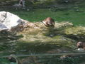 SCHÖNBRUNN (13.07.2008) 41226125