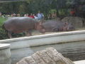 SCHÖNBRUNN (13.07.2008) 41226405