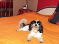 mein lieber hund und freund max!!!!!!!!! 72802588