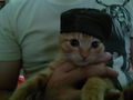 Hip Hop cat 64173578