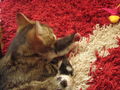 Kätzchen, geboren am 7.Juni 2009  60913731