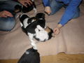 Unser Hundebaby 54386718