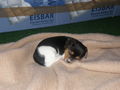 Unser Hundebaby 54386872