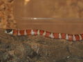 Lampropeltis pyromelana pyromelana 52318682