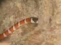 Lampropeltis pyromelana pyromelana 52319068