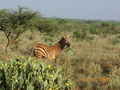 Kenia - 2008 65691942