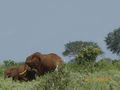 Kenia - 2008 65691943