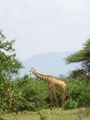 Kenia - 2008 65691947