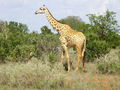 Kenia - 2008 65691950