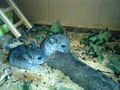 süße chinchillas 65204149