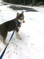 Meinn Husky Nero 71349275