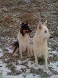 unsere hunde 76107930