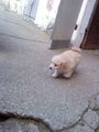 mei hund 58717261