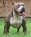 Pitbull 49188155