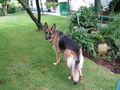 Hund, Katze, Neffe... 66259470