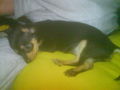 meine hunde 54240185