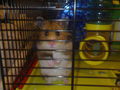 ?.•°My Schatzy's Hamster SaLLy°•.? 45681166