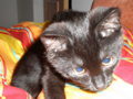 my cat "Sancho" 34234172