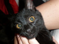 my cat "Sancho" 34234632