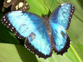 Schmetterlinge 40449889