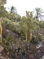 FUERTEVENTURA 2007 24331692