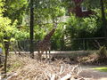 zoo 56650911