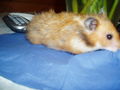 My Hamster  Pommel BabyHamsters 53316074