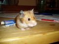My Hamster  Pommel BabyHamsters 53316076