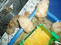 My Hamster  Pommel BabyHamsters 53316081