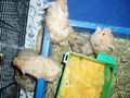 My Hamster  Pommel BabyHamsters 53316083