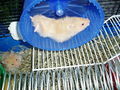 My Hamster  Pommel BabyHamsters 53316086