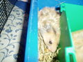My Hamster  Pommel BabyHamsters 53316089