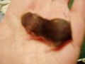 My Hamster  Pommel BabyHamsters 53316092