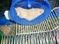 My Hamster  Pommel BabyHamsters 53316102
