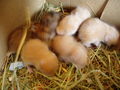 My Hamster  Pommel BabyHamsters 53316114