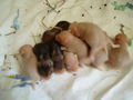 My Hamster  Pommel BabyHamsters 53316115