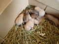 My Hamster  Pommel BabyHamsters 53316118