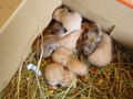 My Hamster  Pommel BabyHamsters 53316120