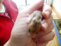 My Hamster  Pommel BabyHamsters 53316121