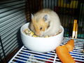 My Hamster  Pommel BabyHamsters 53316123