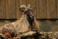 Tierpark Stadt Haag 60435451