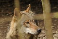 Tierpark Stadt Haag 60504394