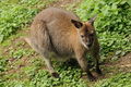 Tierpark Stadt Haag 60504411