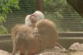 Tierpark Stadt Haag 60509043